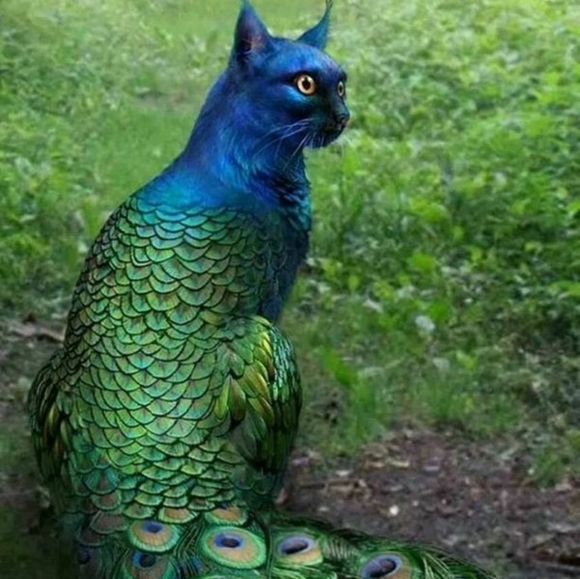 π¦Meet me... FRENCH OR ENGLISH - Picture 1 of 4